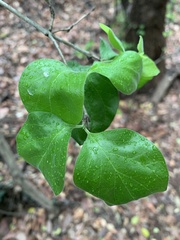 Catunaregam taylorii