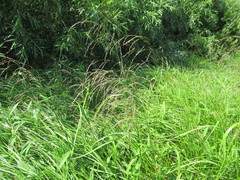 Glyceria arundinacea