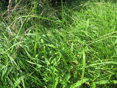 Glyceria arundinacea