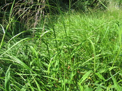 Glyceria arundinacea