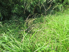 Glyceria arundinacea