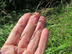 Glyceria arundinacea