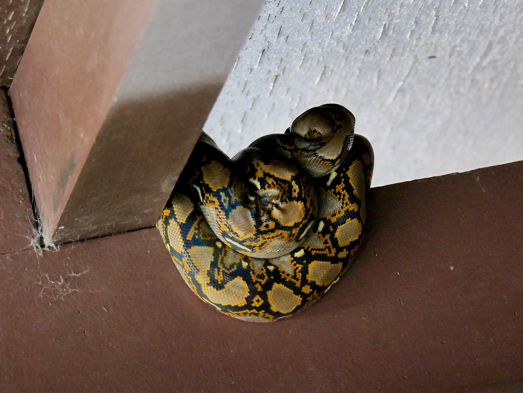 Reticulated Python from Singapore on December 05, 2020 at 02:01 AM by ...