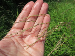 Glyceria arundinacea