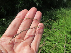 Glyceria arundinacea
