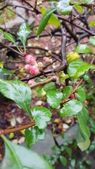 Chaenomeles
