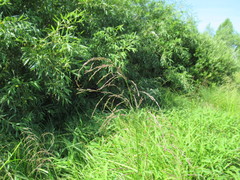 Glyceria arundinacea