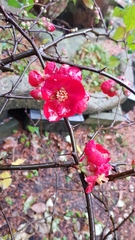 Chaenomeles