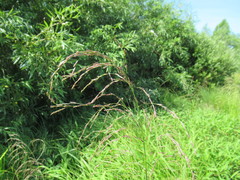 Glyceria arundinacea