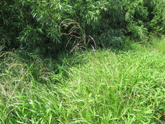 Glyceria arundinacea