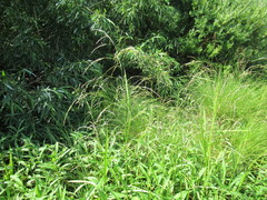 Glyceria arundinacea