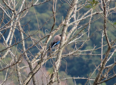 Garrulus glandarius japonicus