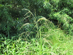 Glyceria arundinacea