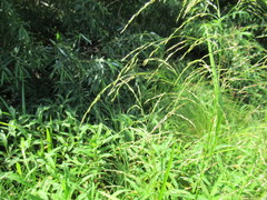 Glyceria arundinacea