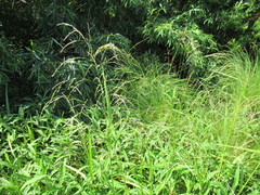 Glyceria arundinacea