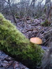 Fungi