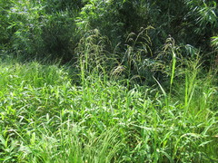 Glyceria arundinacea