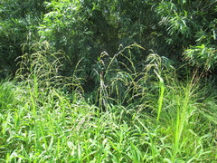 Glyceria arundinacea