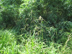Glyceria arundinacea