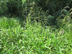 Glyceria arundinacea