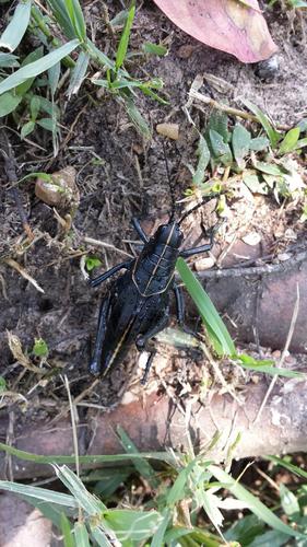 Eastern lubber grasshopper