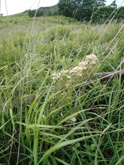 Clematis terniflora mandshurica