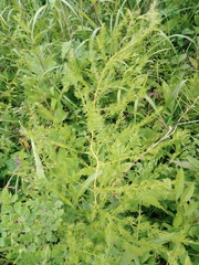 Asparagus schoberioides