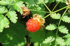 Rubus pungens oldhamii
