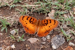 Catacroptera cloanthe cloanthe