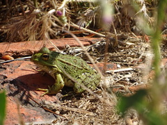 Pelophylax perezi
