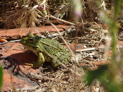 Pelophylax perezi