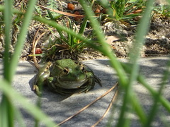 Pelophylax perezi