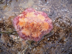 Meridiastra medius