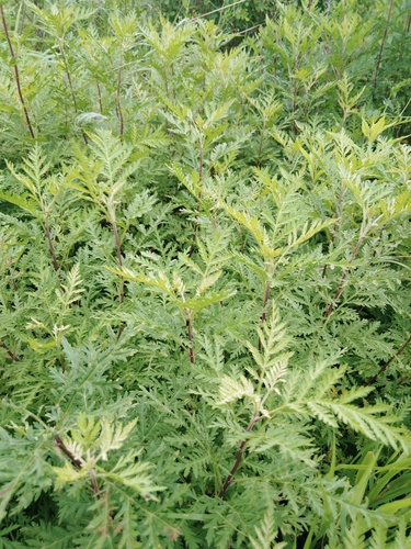Gmelin's Wormwood