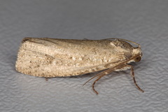 Epiblema grandaevana