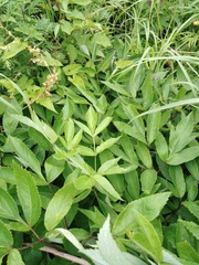 Angelica cincta