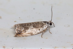 Ancylis laetana