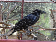 Corvus corax