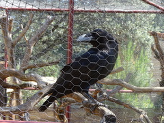 Corvus corax
