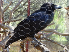 Corvus corax