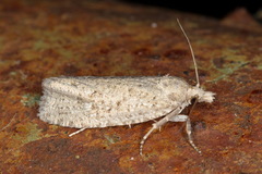 Epiblema grandaevana