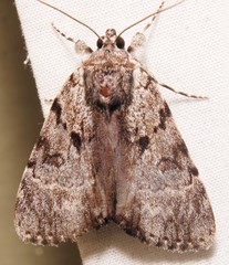 Catocala andromedae