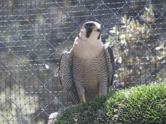 Falco peregrinus