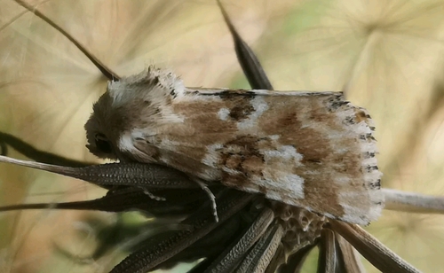 Dusky Sallow