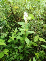 Lysimachia volkovae