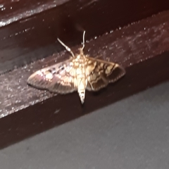Salbia lotanalis
