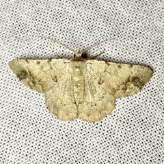 Aeolochroma quadrilinea