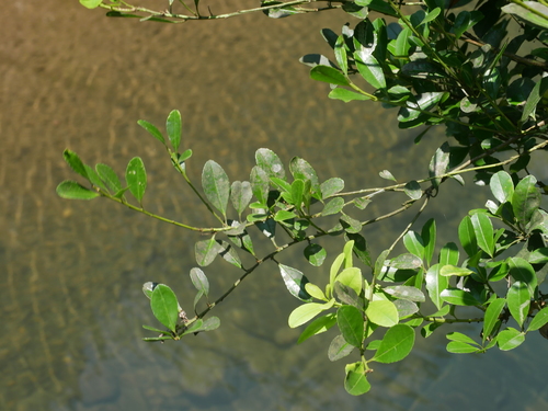 Image of Ilex maximowicziana by (c) Jacy Chen, some rights reserved (CC BY)
