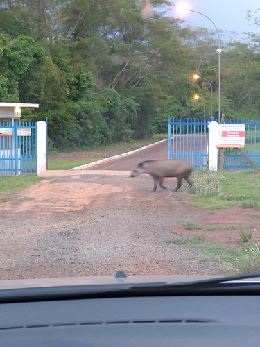 South American Tapir