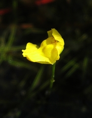 Utricularia